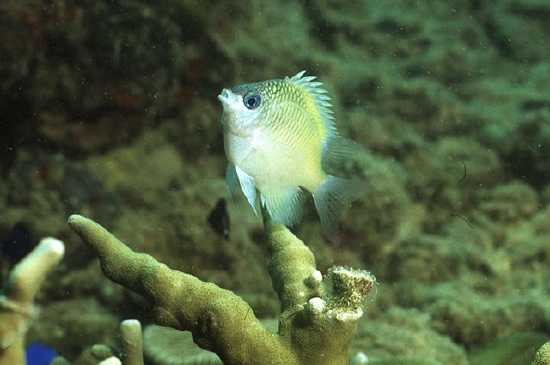  Amblyglyphidodon ternatensis (Ternate Damselfish)